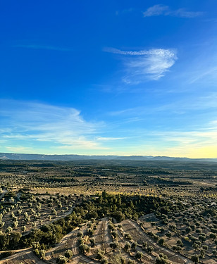 View of Ancient Olive Orchards