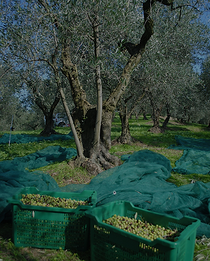 Olives On Tarp Near Tree