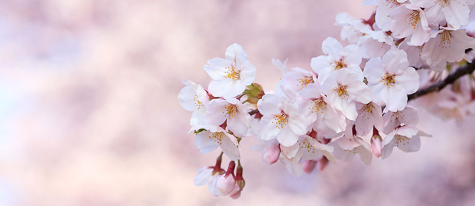 sakura-cerisiers-tokyo-printemps-floraison.jpg