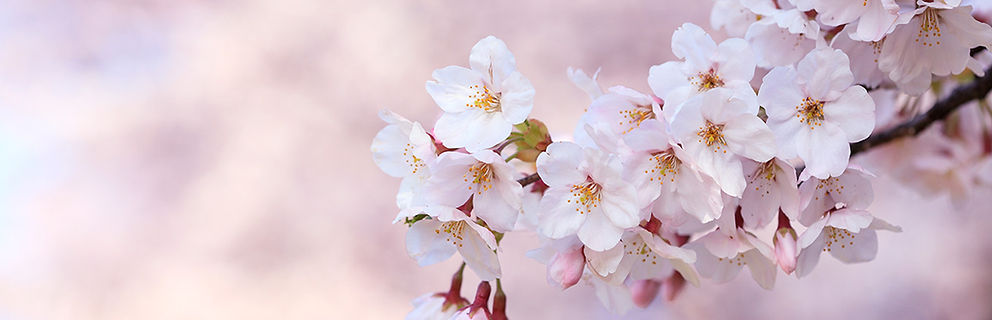 sakura-cerisiers-tokyo-printemps-florais