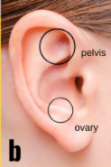 ovary & Pelvis Acupressure Massage points 