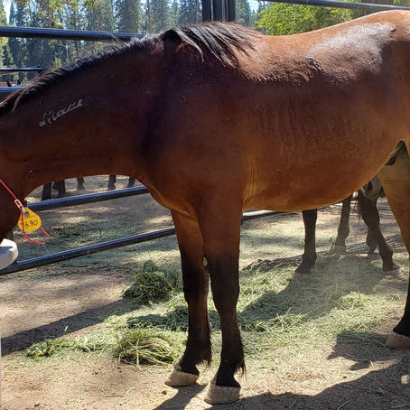 Valiente - BLM Mustang