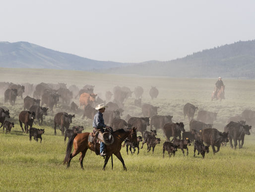 Poultry and Meat Industry Food Labels: What are they actually telling us?