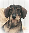 Cole 2 headshot_edited.jpg