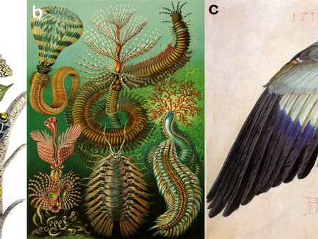Ilustrando a biodiversidade: Contexto, importância e processo da ilustração científica