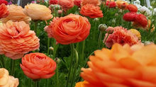 Ranunculus - The Ultimate Spring Bloomer
