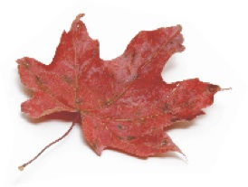 leaf