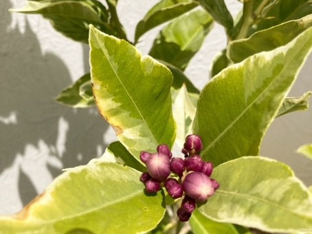 泉北レモン植樹より6か月☆