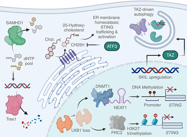 Difference in STING expression (4).jpeg