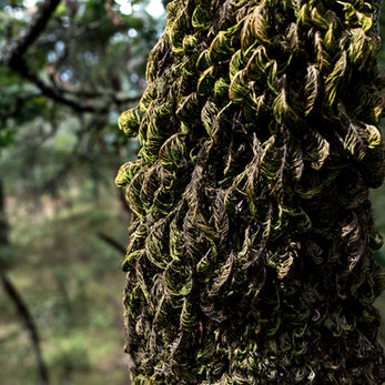 Western Canada 2019 (5 of 30).jpg