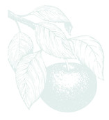 Apples Pale Green-05 fade 2.jpg