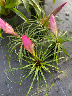 ca511f51-8c4d-4698-aa8c-4d762789c307