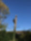 Pine Removal.JPG