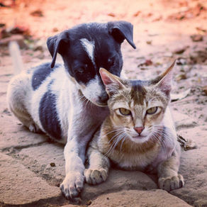 Pátio Paulista realiza terceira edição de evento de adoção pet