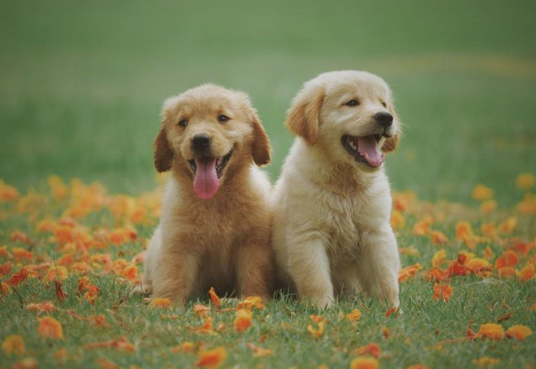 Not On The Rug! 5 Tips On How To Potty Train Your Dog Effectively