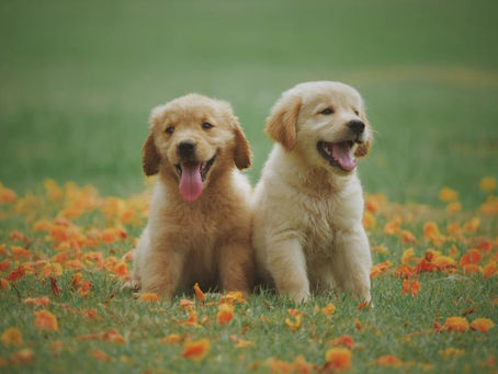 What You Need to know About Boarding Dogs with Anxiety