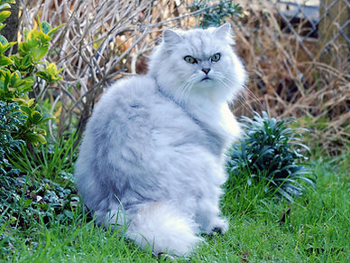 Chinchilla_cat_(3074511696).jpg