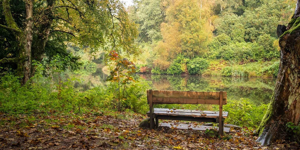 Dementia Pathway Project - Fishpond Wood, Pately Bridge
