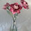 Thumbnail: Peony