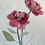 Thumbnail: Peony