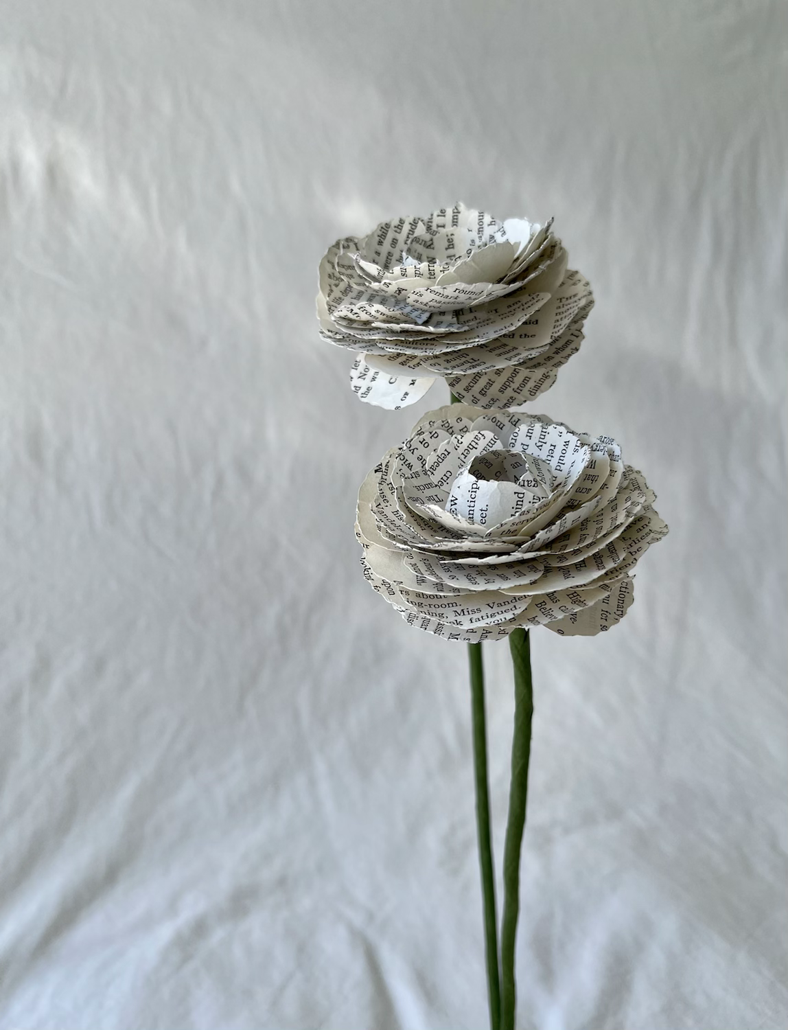Ranunculus