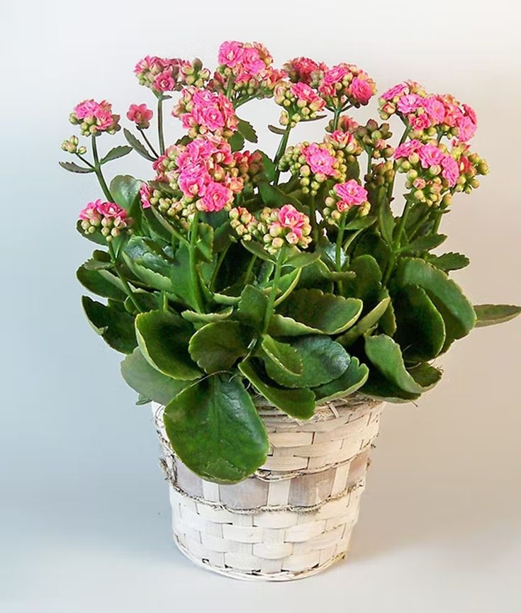 Kalanchoe