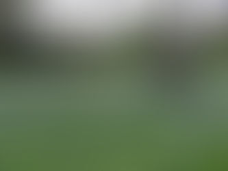 May Brings Flocks of Pretty Lambs.