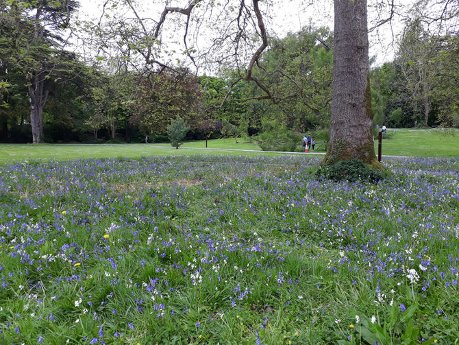 May Brings Flocks of Pretty Lambs.