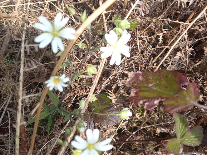 Stellaria - Lk woodl_