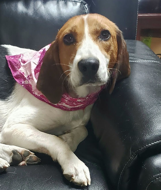 hound beagle rescue