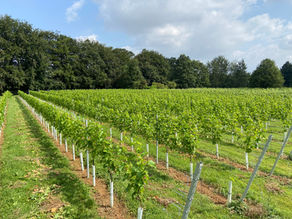 Larkhill Vineyard reviews and features