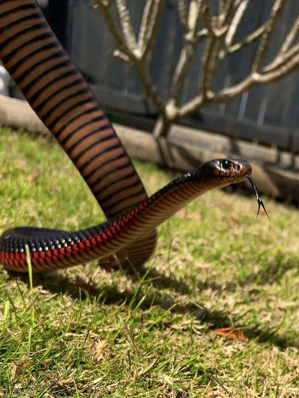 Red-bellied black snake