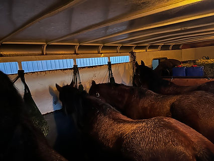 Horses