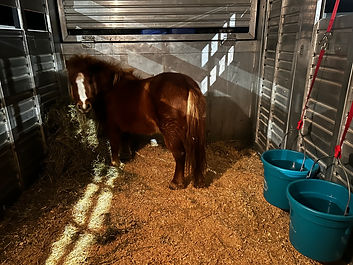 Pony 