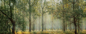 green-1072828_1920_edited.jpg