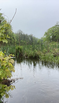 Monitoring site in the Maquoit Bay watershed