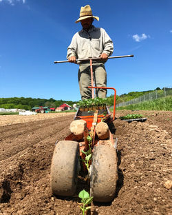 Transplanting beans