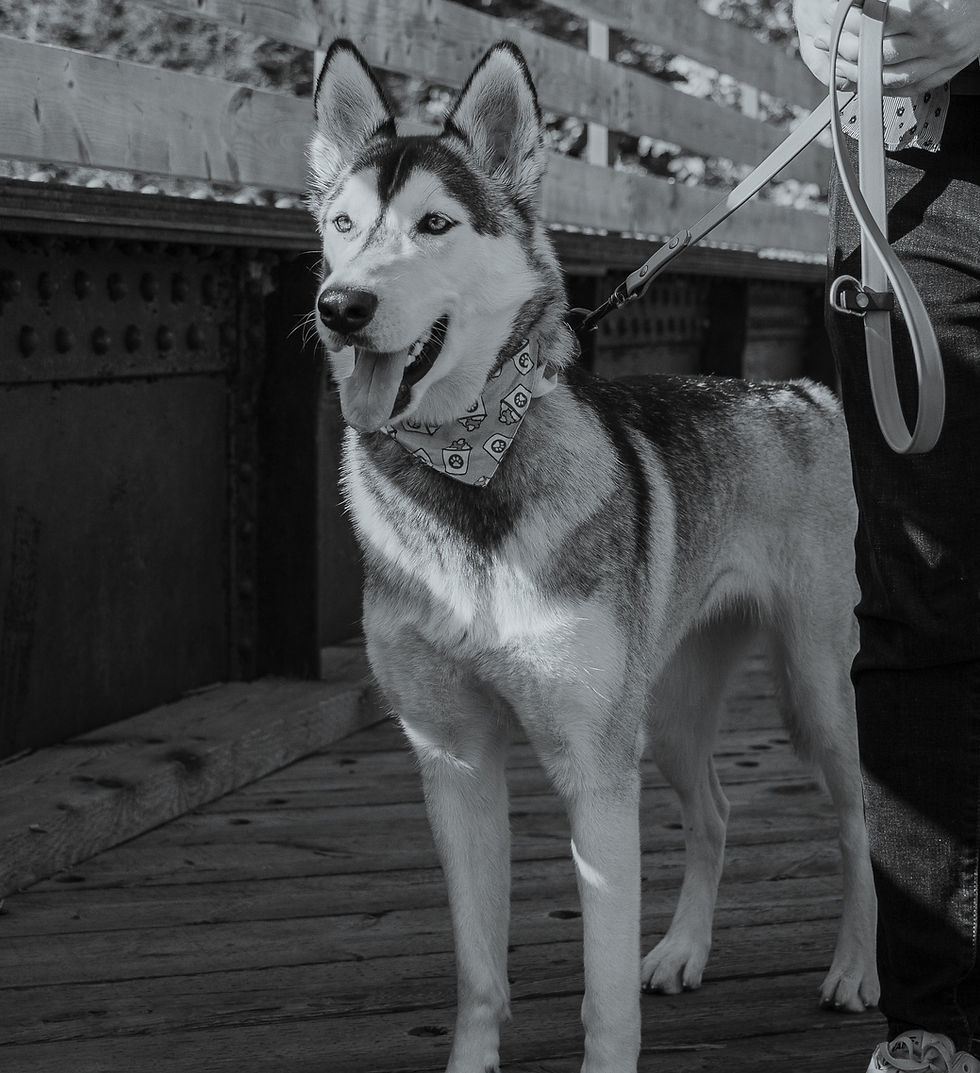Husky
