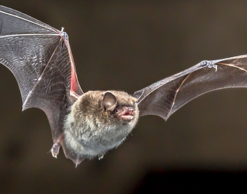 bat.png