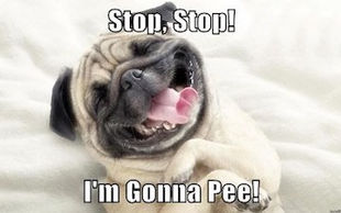 Russian Tail Attempts to Wag Canadian Dog. Hilarity Ensues.