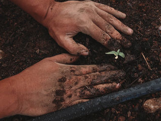 Grist: U.S. Is About to Go All-In on Paying Farmers and Foresters to Trap Carbon