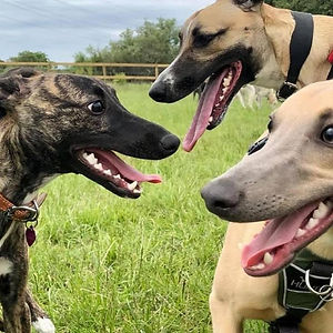 Sighthound Social