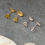 Thumbnail: Silver or Gold Seashell Earrings 