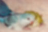 Pallid Blue and Green Babies