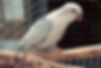 Blue Pallid Opaline