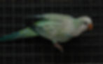Turquoise Opaline