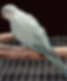 Blue Pallid Opaline