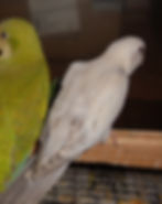 Grey Pallid Opaline