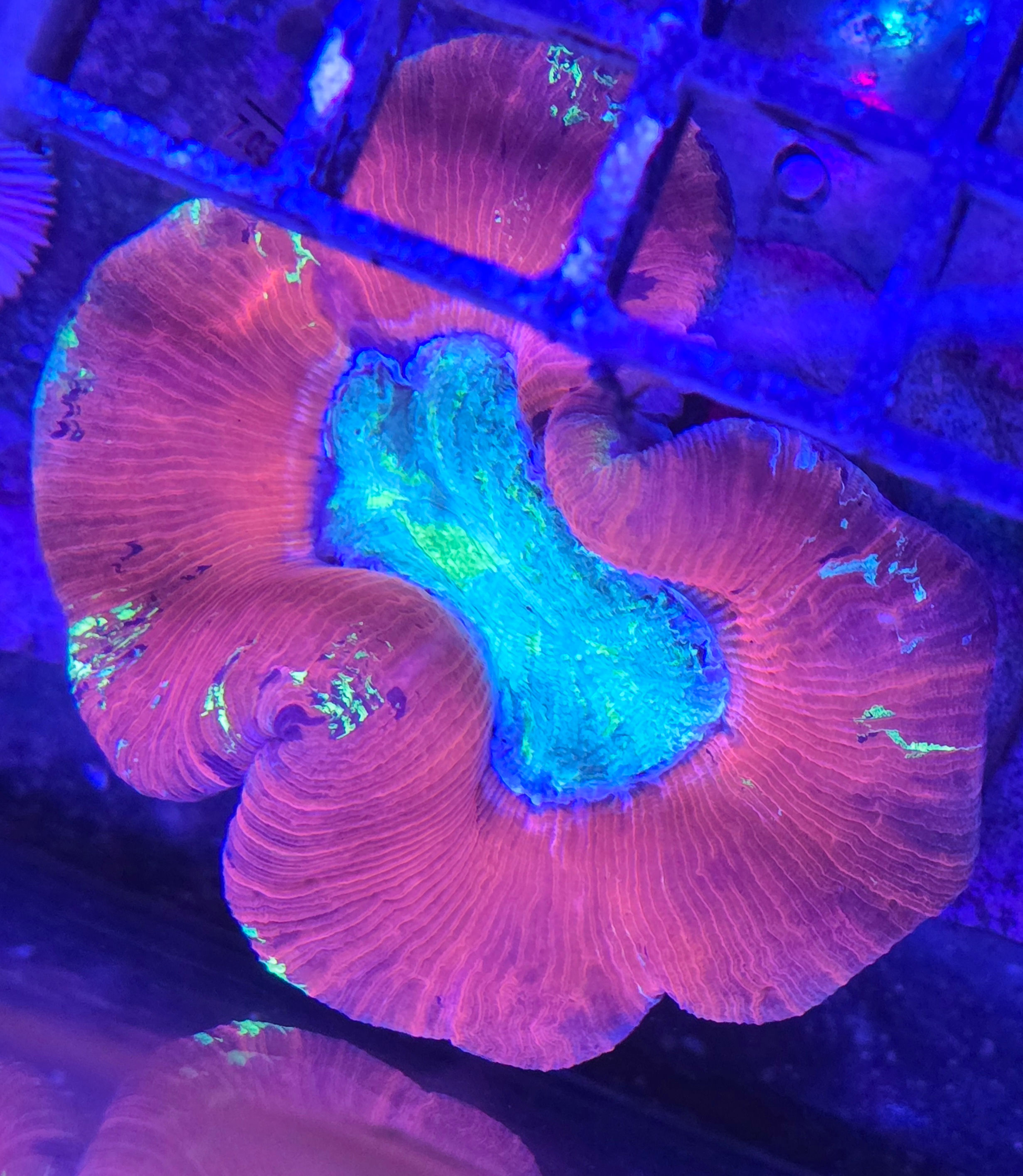 Trachyphyllia Large (Candy Red)