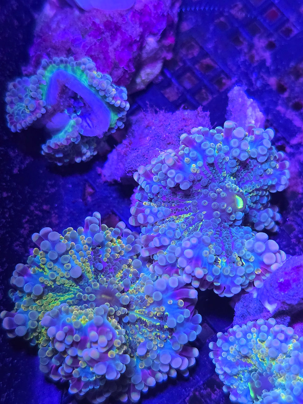 Thumbnail: Rainbow Yuma Mushroom (Ricordea yuma)